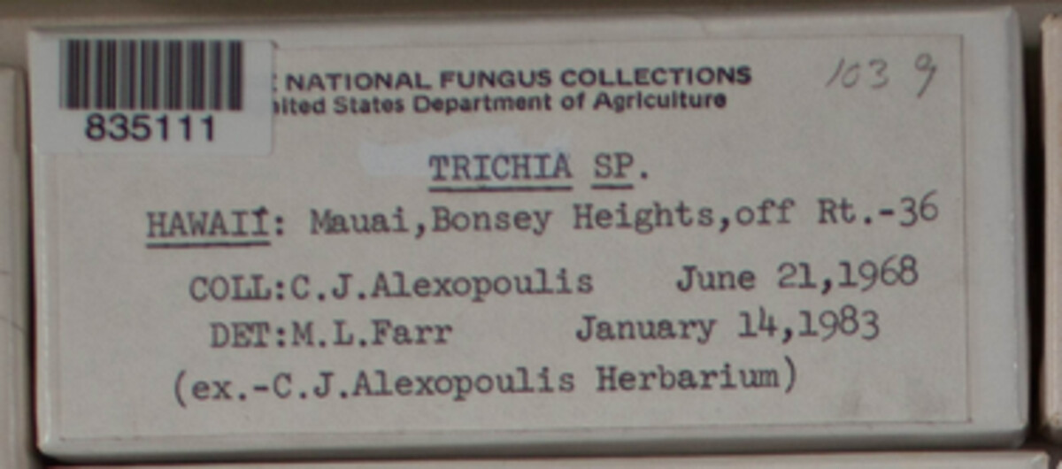 Trichiaceae image